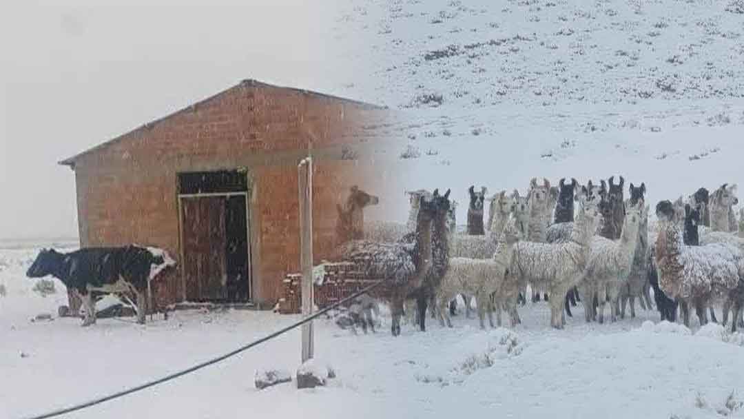 Duro impacto del temporal sobre los animales en las zonas de pastoreo en Caracollo.