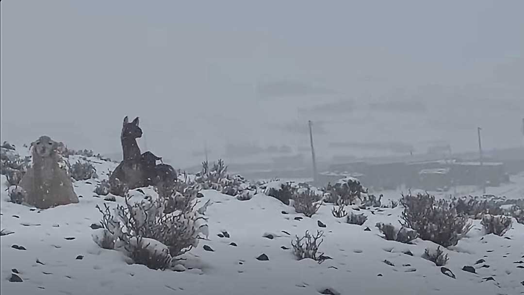 Varias regiones potosinas resultaron afectadas por las nevadas.