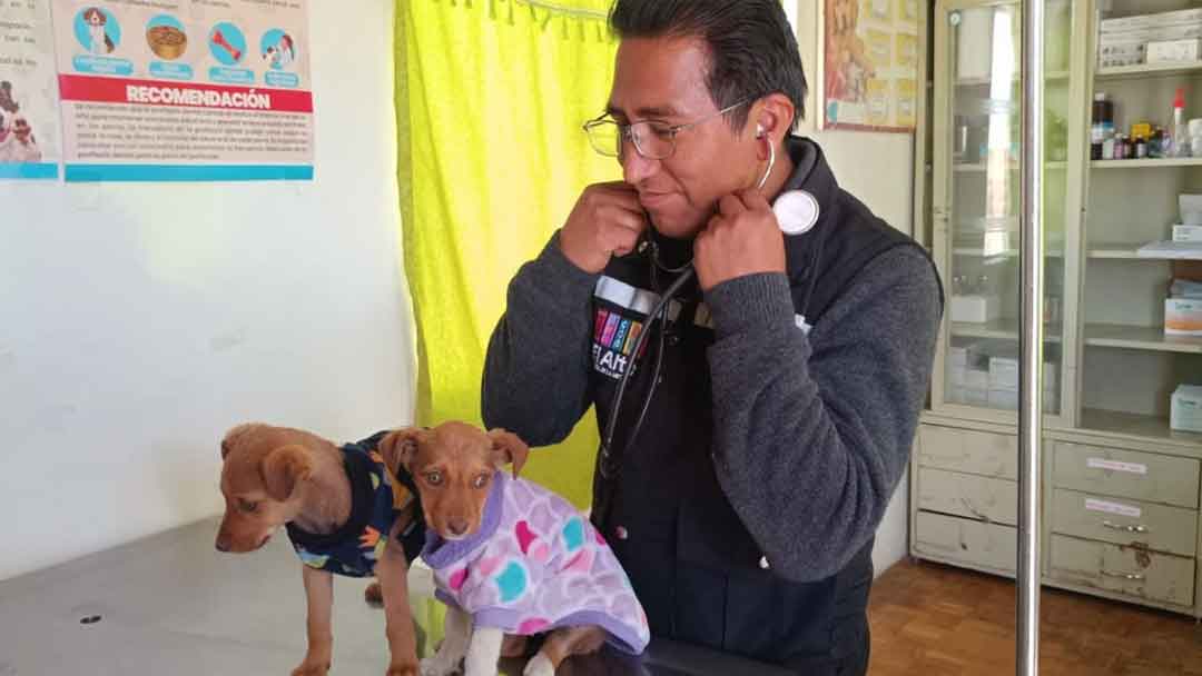 El domingo 16 de agosto se celebra San Roque con una jornada conmemorativa para las mascotas.