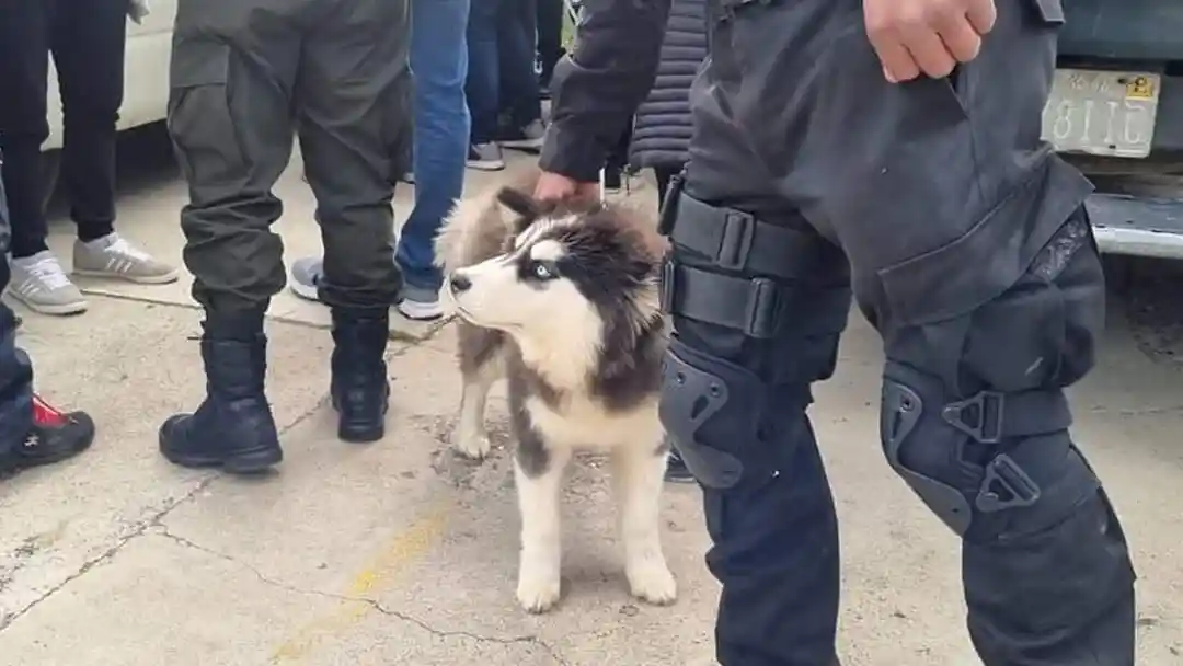 Pofoma rescató a 66 animales domésticos, entre perros y gatos