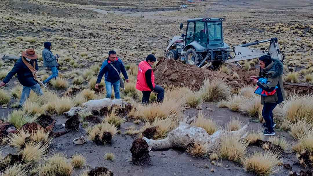 Personal de zoonosis realiza rastrillaje para capturar a los canes y frenar ataques a los camélidos.