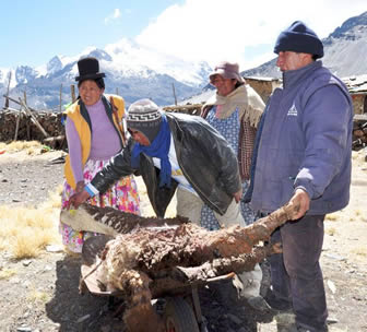 El fin de semana pasado, más de 30 camélidos fueron afectados por el ataque de canes.