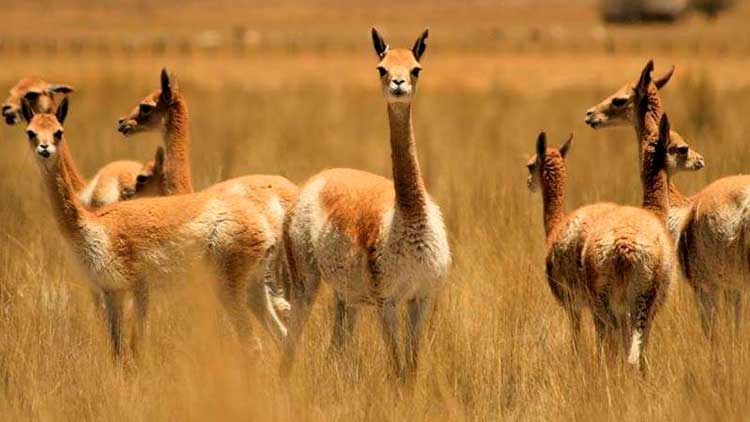 La vicuña habita las tierras altas bolivianas.