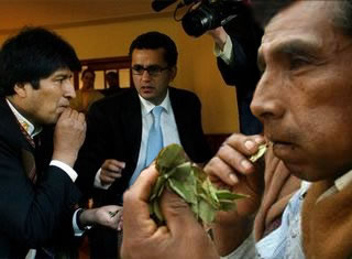 Boliva valora el proceso de despenalización del masticado de hoja de coca. Masticado de la Hoja de Coca en Bolivia