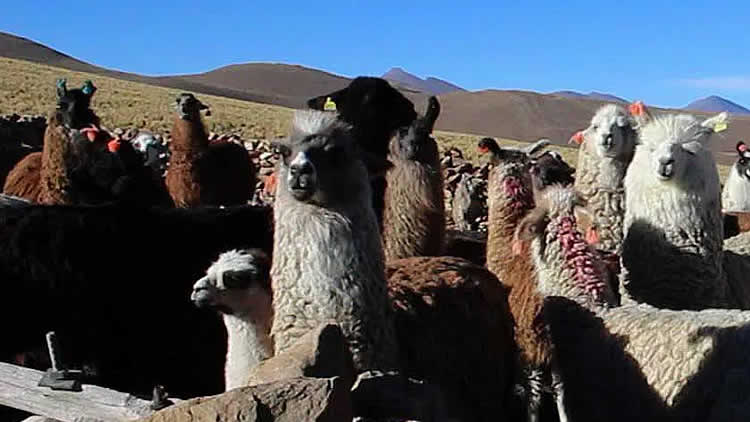 Ganado camélido en Yunchará del departamento de Tarija Ganado camélido en Yunchará del departamento de Tarija