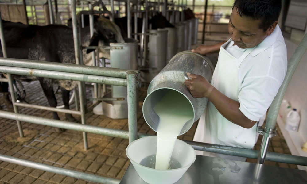 Producción de leche en Bolivia Producción de leche en Bolivia