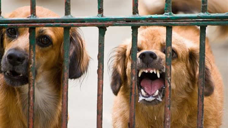 Registran 156 casos de rabia canina en Bolivia Registran 156 casos de rabia canina en Bolivia