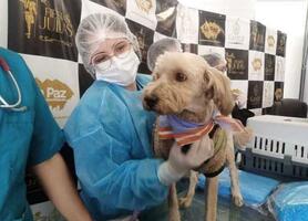 Requisitos que se debe cumplir para esterilizar a las mascotas