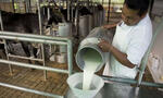 Consumo percápita de leche en Bolivia 2015, prevé subir a 62 litros