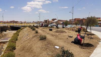 Remozan y plantan árboles en la rotonda Santa Fe