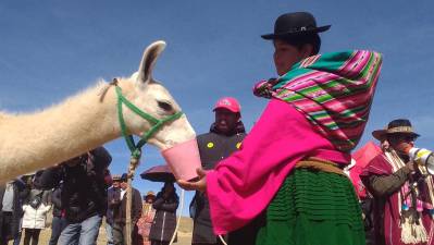 El Alto apuesta por la producción y el ecoturismo impulsando concurso de camélidos en el Distrito Rural 13