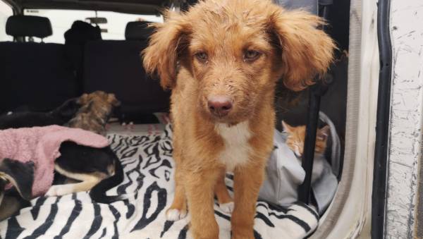 ¿Te gustan las mascotas? En el CEMZOO te espera un peludito