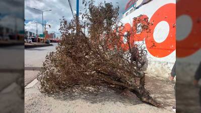 Alcaldía de El Alto anuncia procesos penales por destruccion de árbol de Kiswara en bloqueos