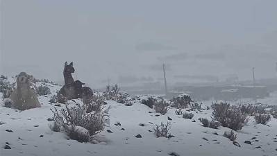 Nevadas afectan a 11 municipios y más de 4.400 familias en Potosí