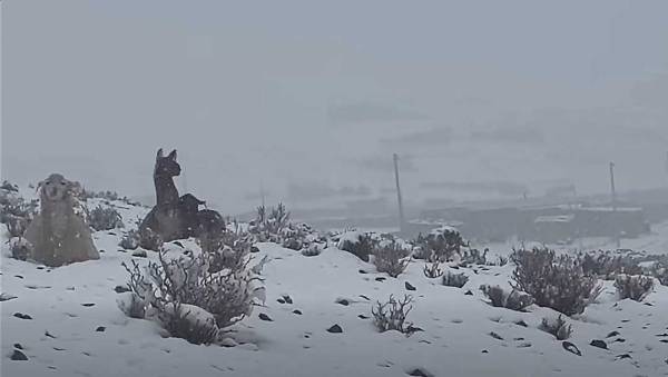 Nevadas afectan a 11 municipios y más de 4.400 familias en Potosí