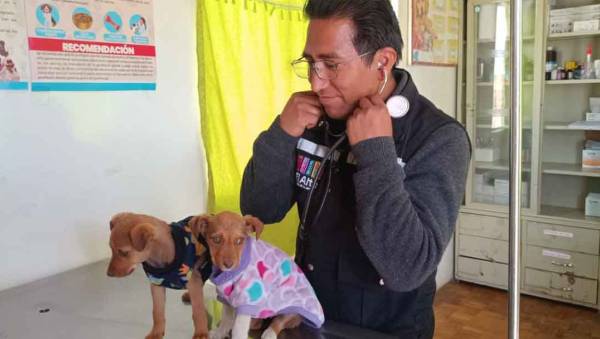El Alto celebrará a las mascotas con vacunación, adopciones y concursos en Ciudad Satélite