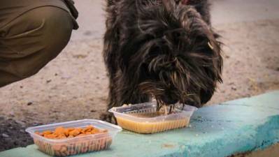 Diputados impulsan campañas de ayuda para perros y gatos en La Paz