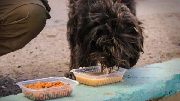 Diputados impulsan campañas de ayuda para perros y gatos en La Paz