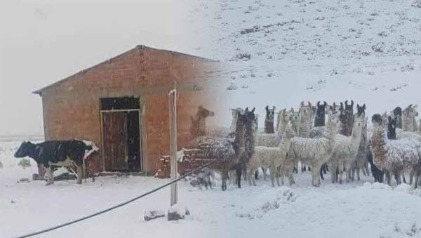 Caracollo: comunarios piden ayuda urgente ante intensa nevada que amenaza a ganados